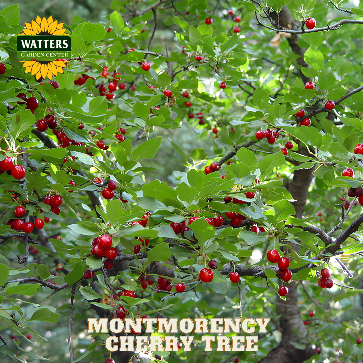 Montmorency cherry tree with red berries and Watters Garden Center logo.