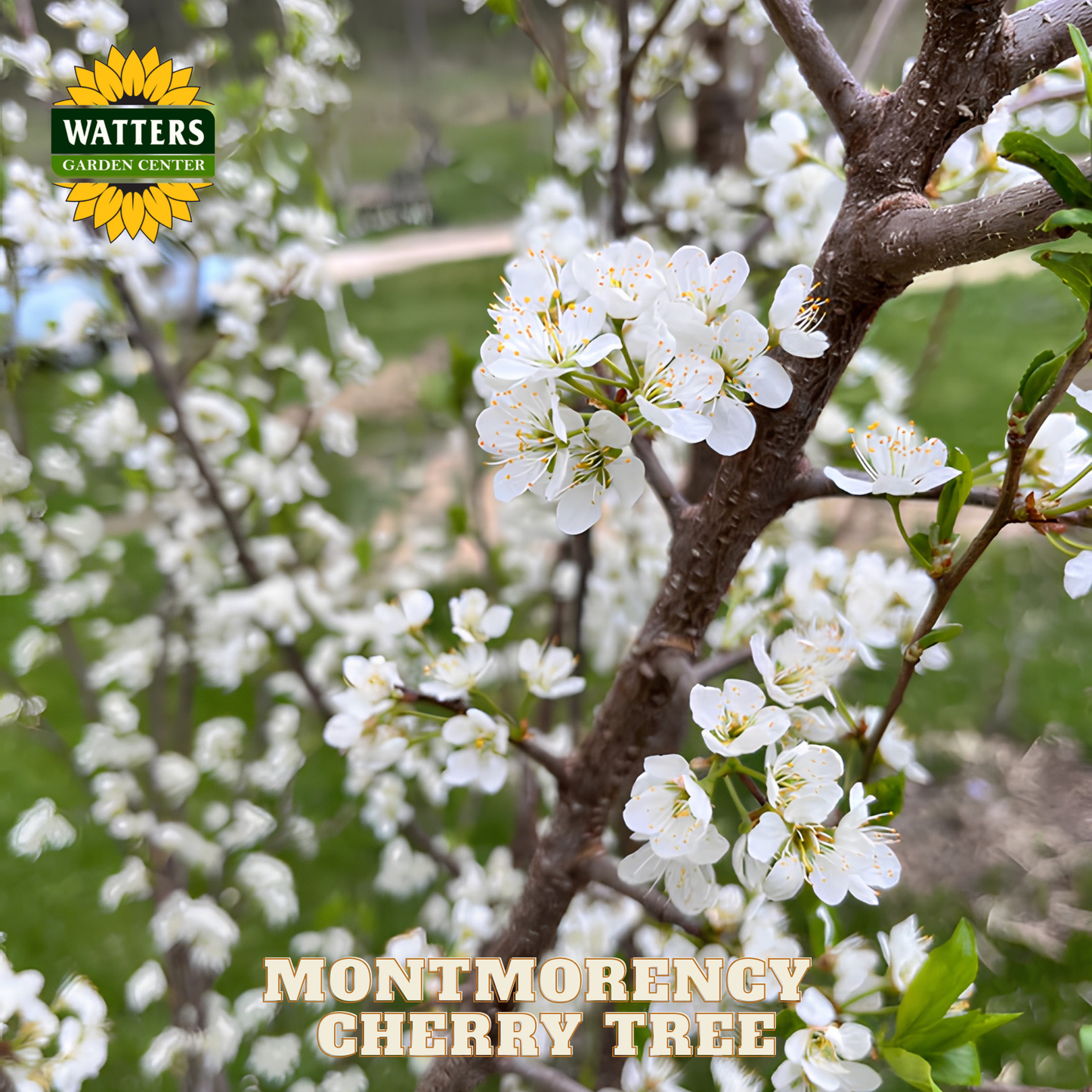 Montmorency cherry tree with white blossoms and Watters Garden Center logo.