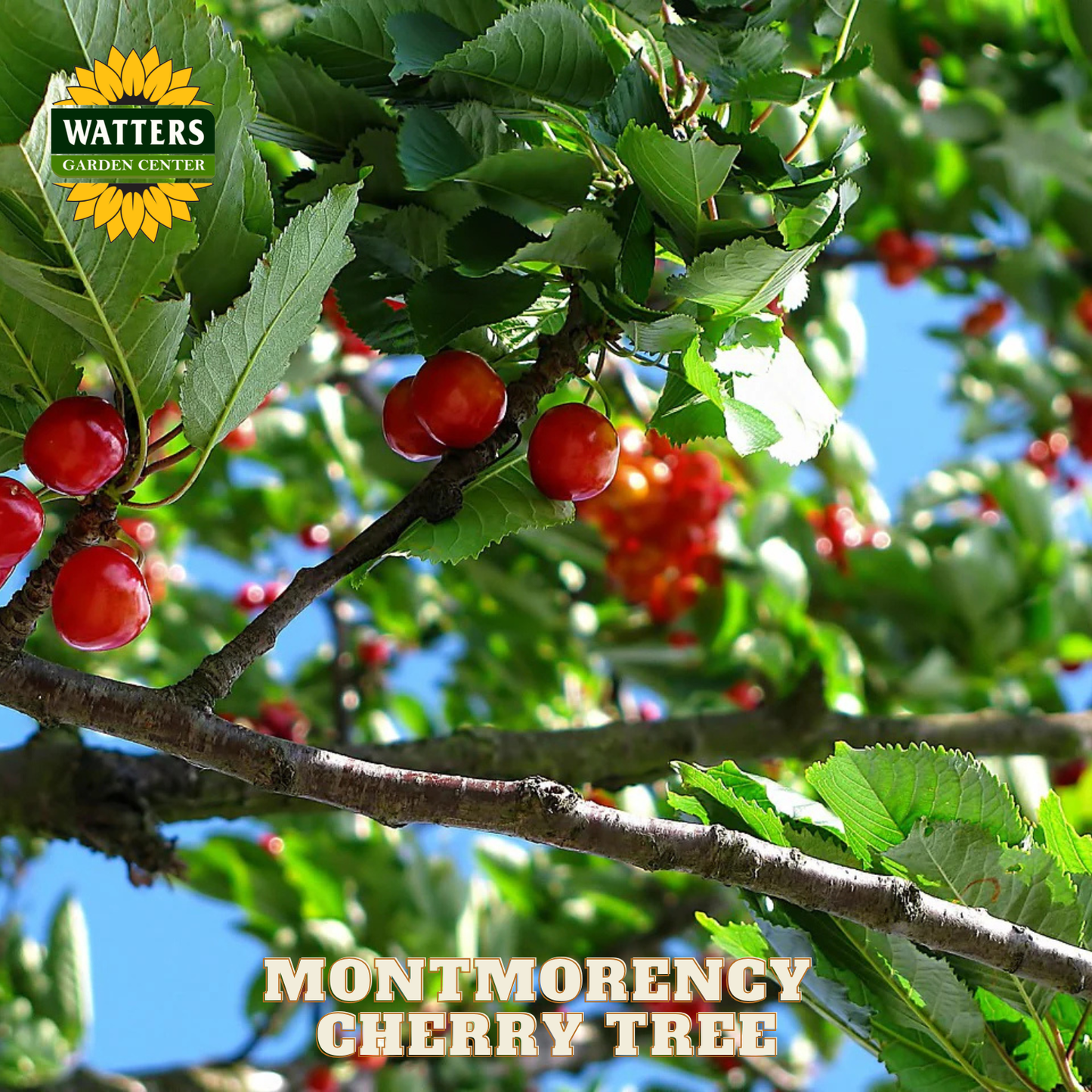Montmorency cherry tree with red cherries and Watters Garden Center logo.