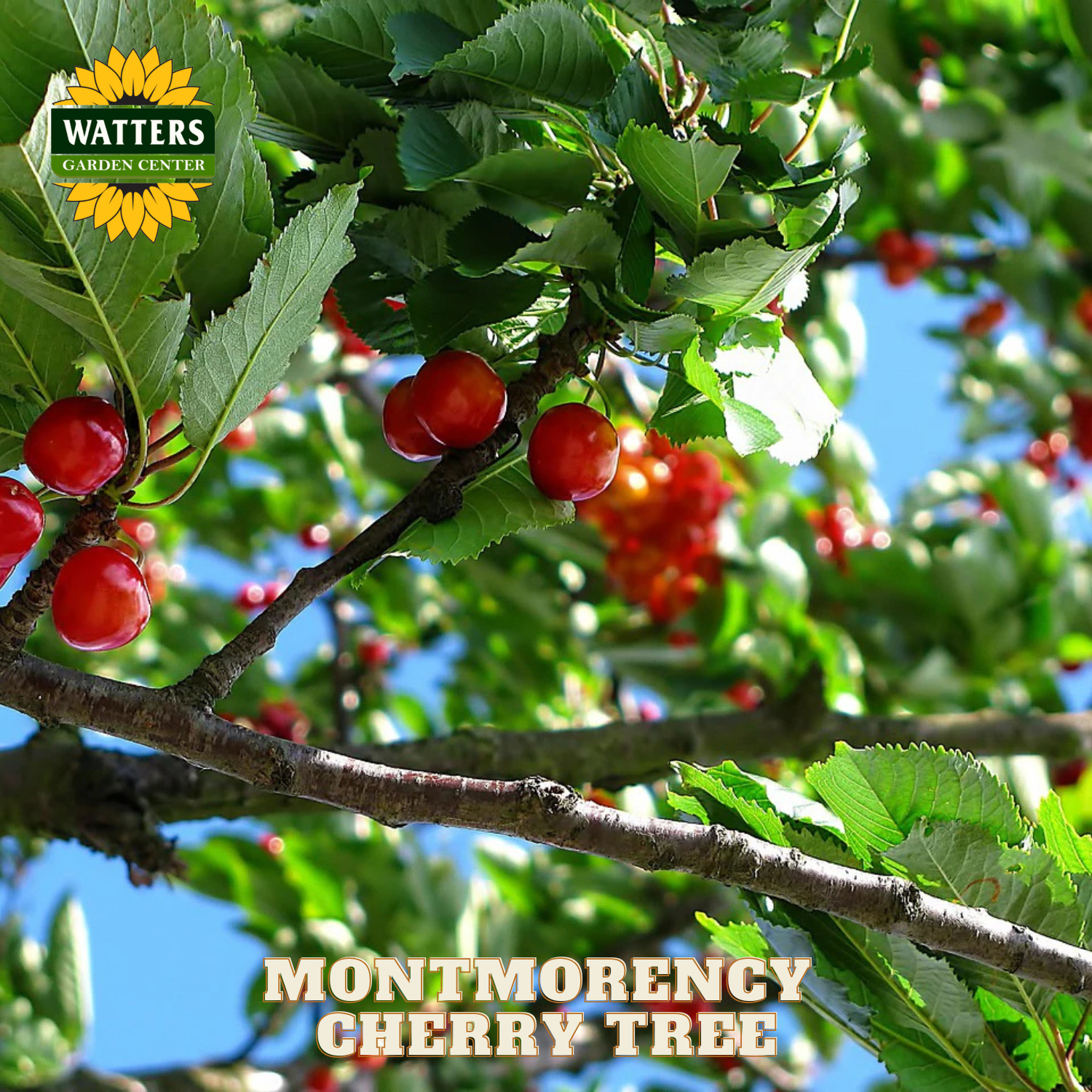 Montmorency cherry tree with red cherries and Watters Garden Center logo.