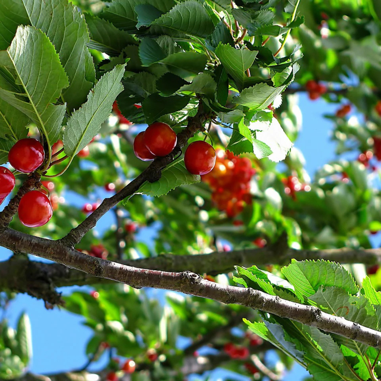 Cherry tree with red cherries and green leaves against a blue sky.