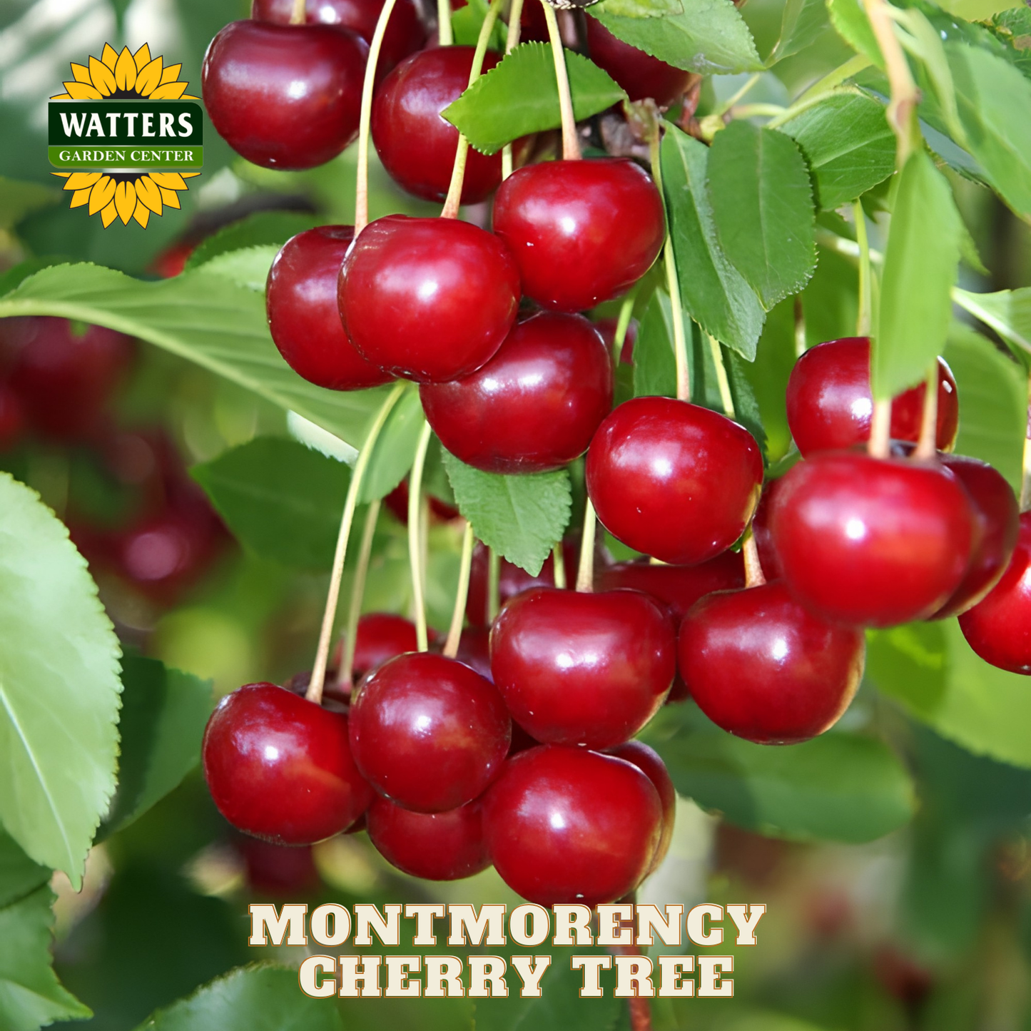 Montmorency cherry tree with red cherries and Watters Garden Center logo.