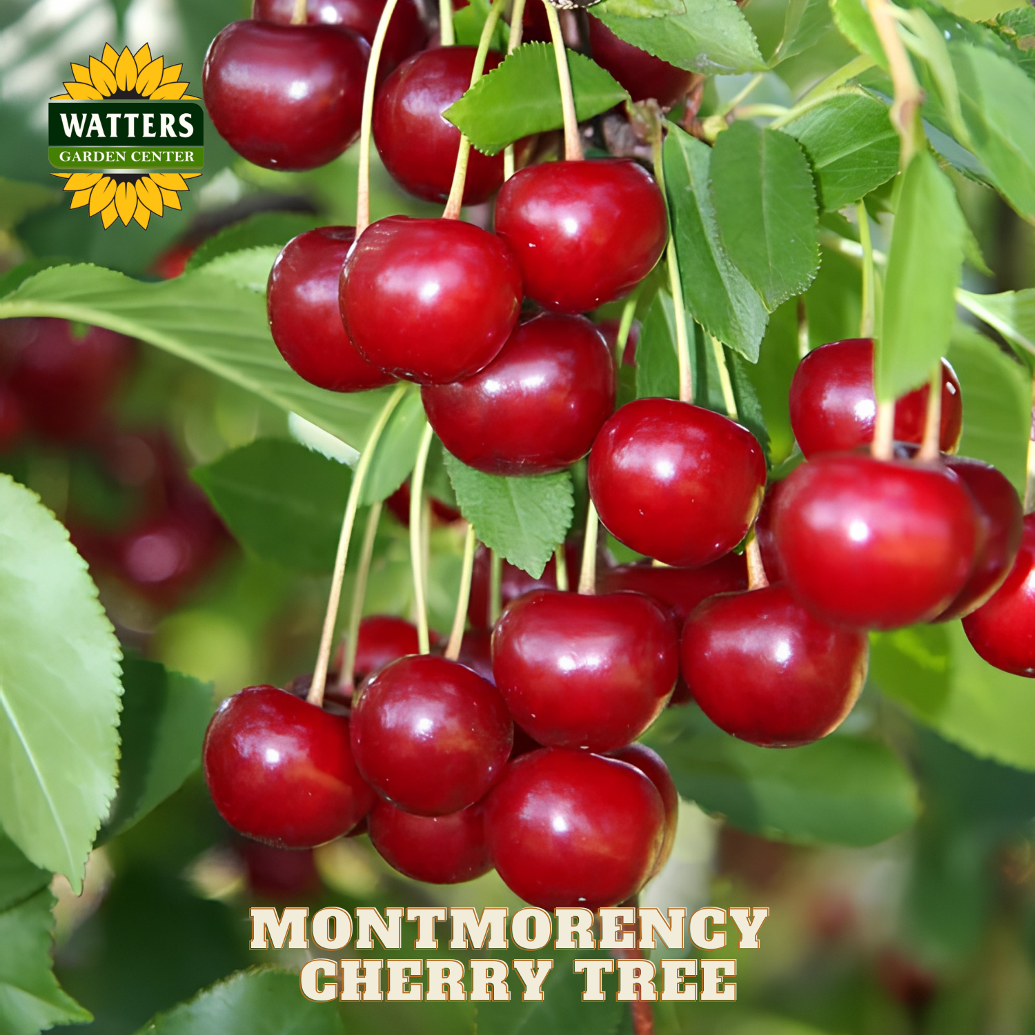 Montmorency cherry tree with red cherries and Watters Garden Center logo.