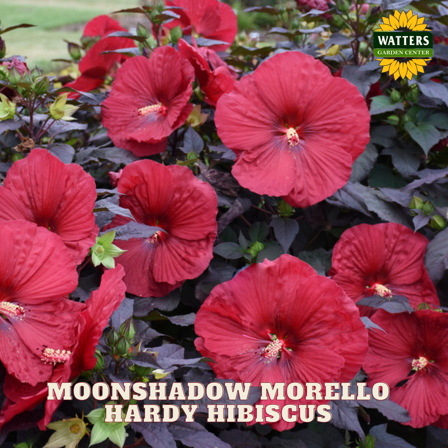 MOONSHADOW MORELLO HARDY HIBISCUS 2gal