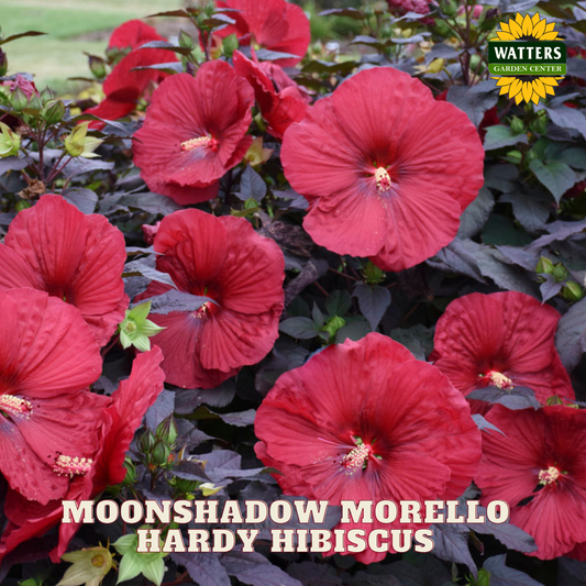 MOONSHADOW MORELLO HARDY HIBISCUS 2gal