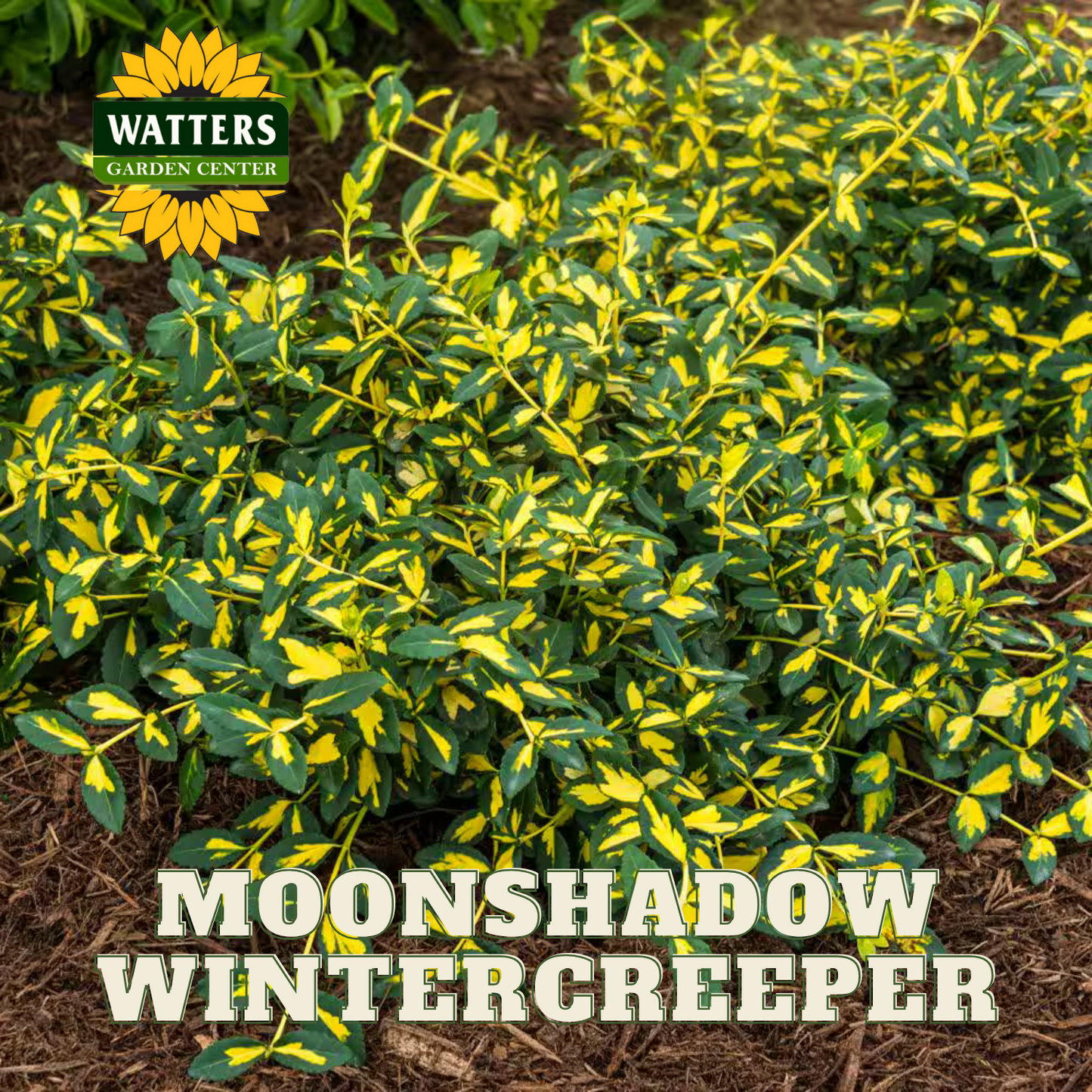 MOONSHADOW WINTERCREEPER EUONYMUS 2gal