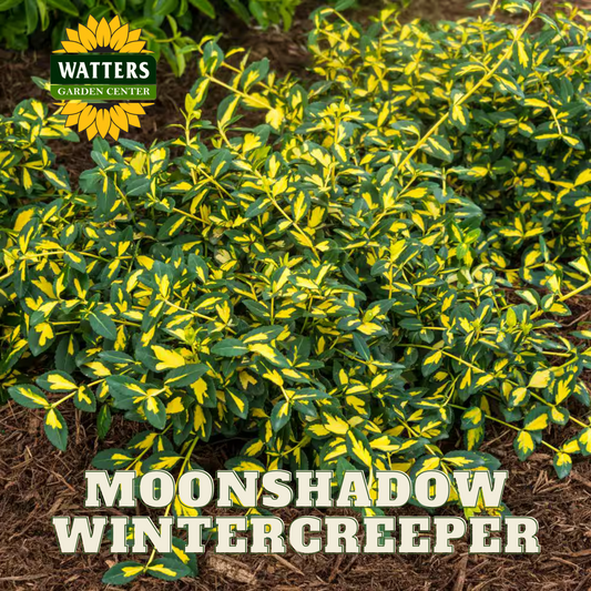 MOONSHADOW WINTERCREEPER EUONYMUS 2gal