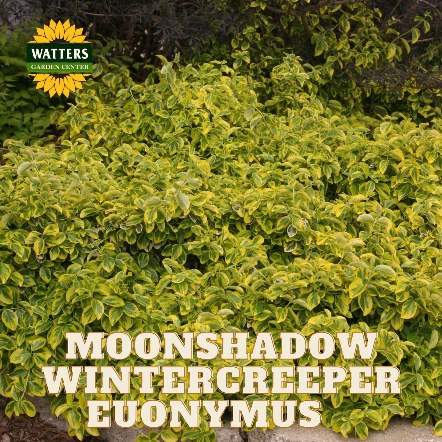 MOONSHADOW WINTERCREEPER EUONYMUS 1gal