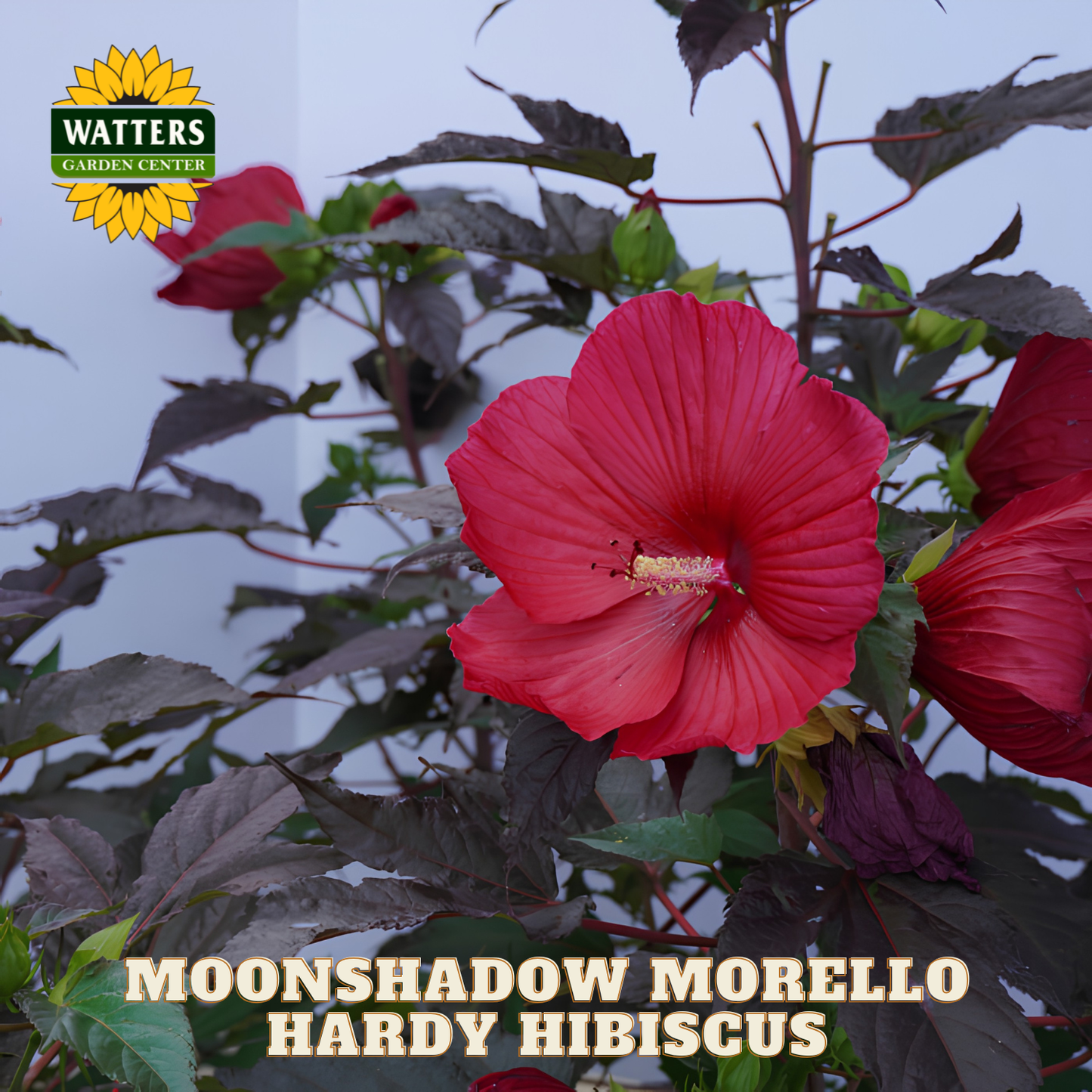 Red hardy hibiscus flower with Watters Garden Center logo in the corner.