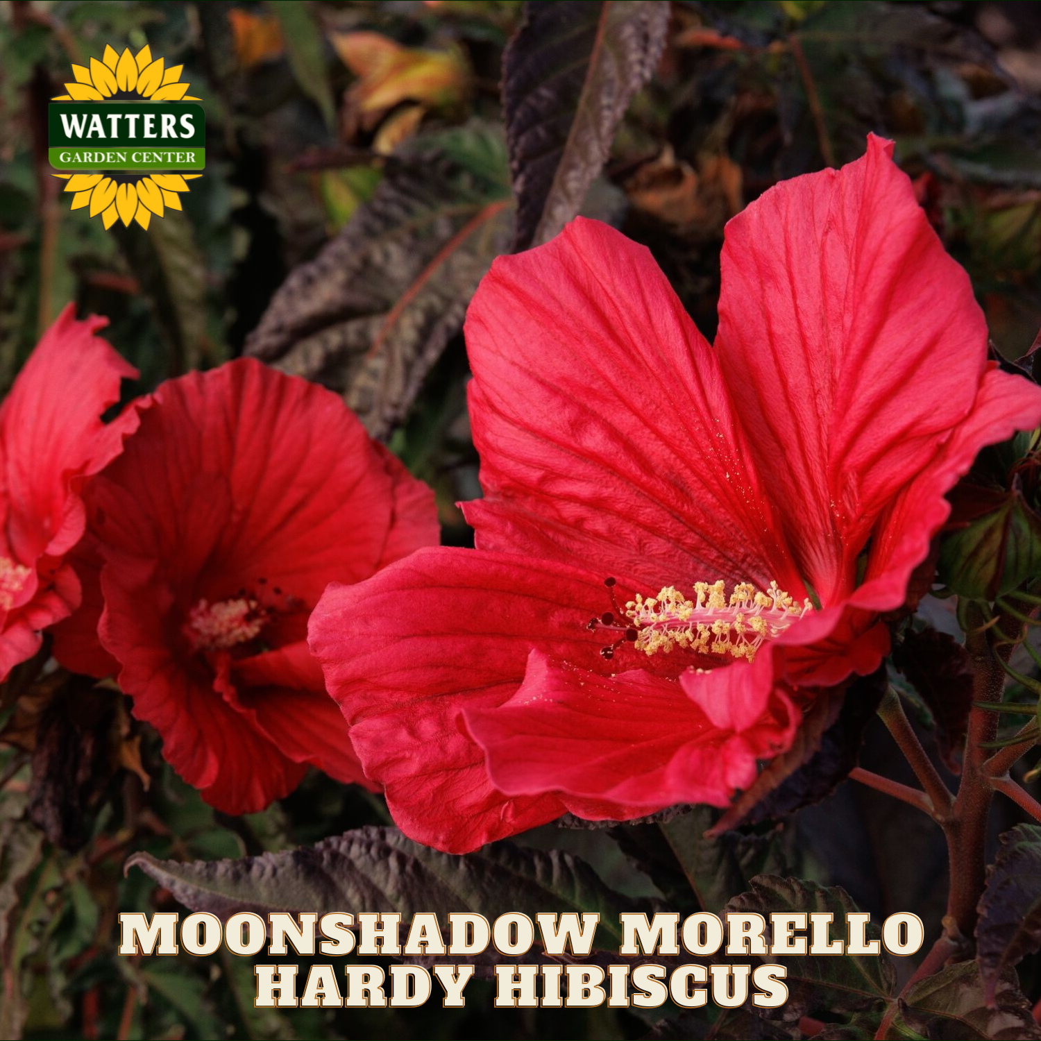 Red hardy hibiscus flowers with 'Watters Garden Center' logo and text.