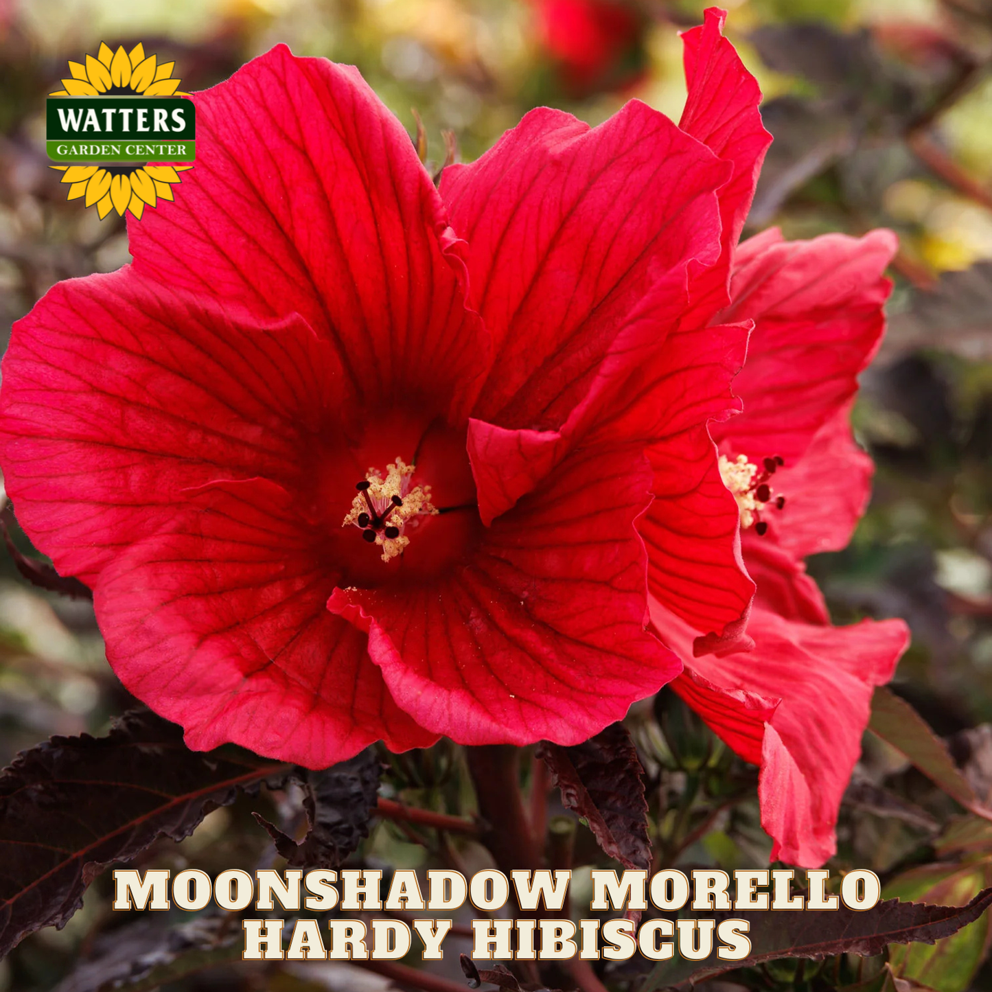 Red hardy hibiscus flower with Watters Garden Center logo