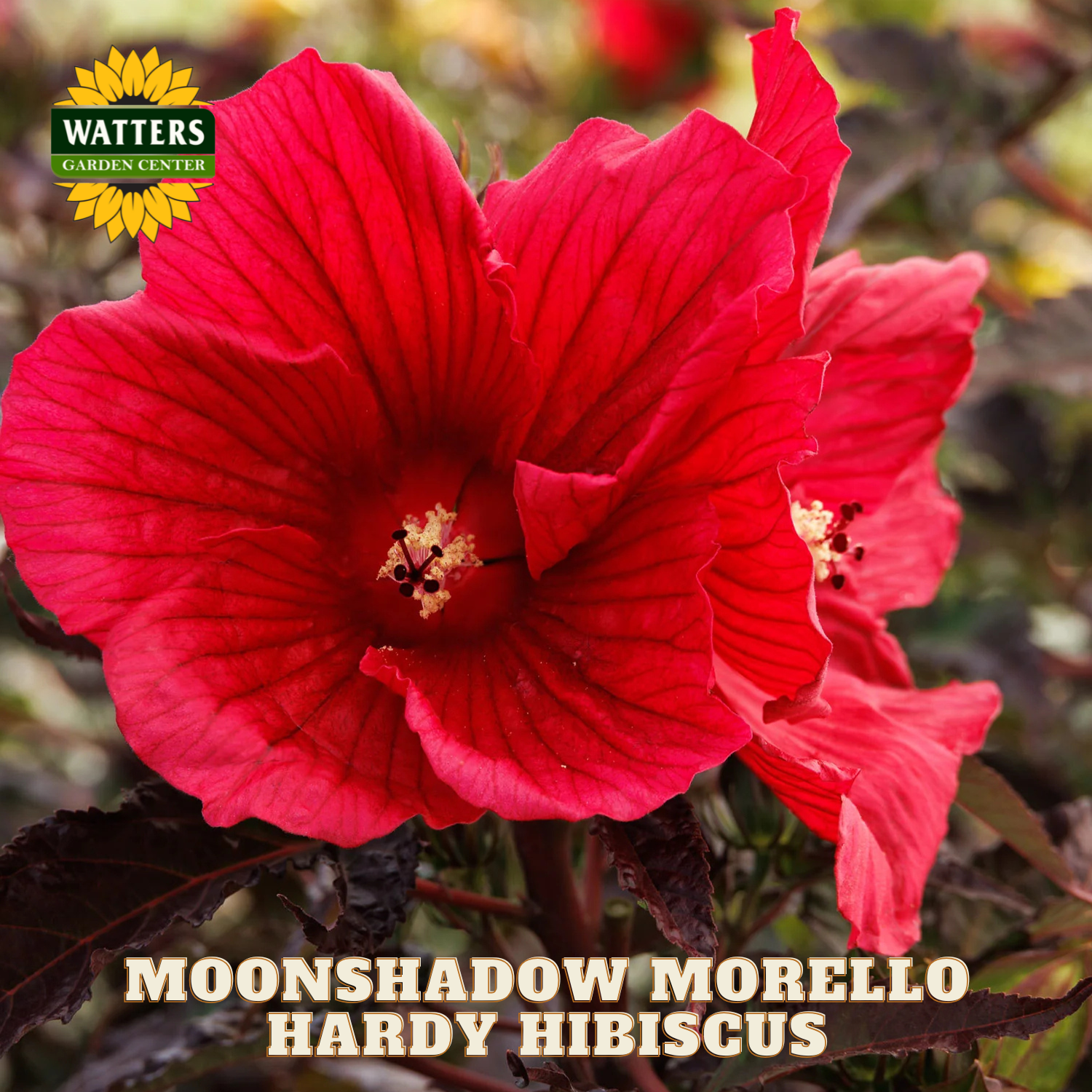 Red hardy hibiscus flower with Watters Garden Center logo