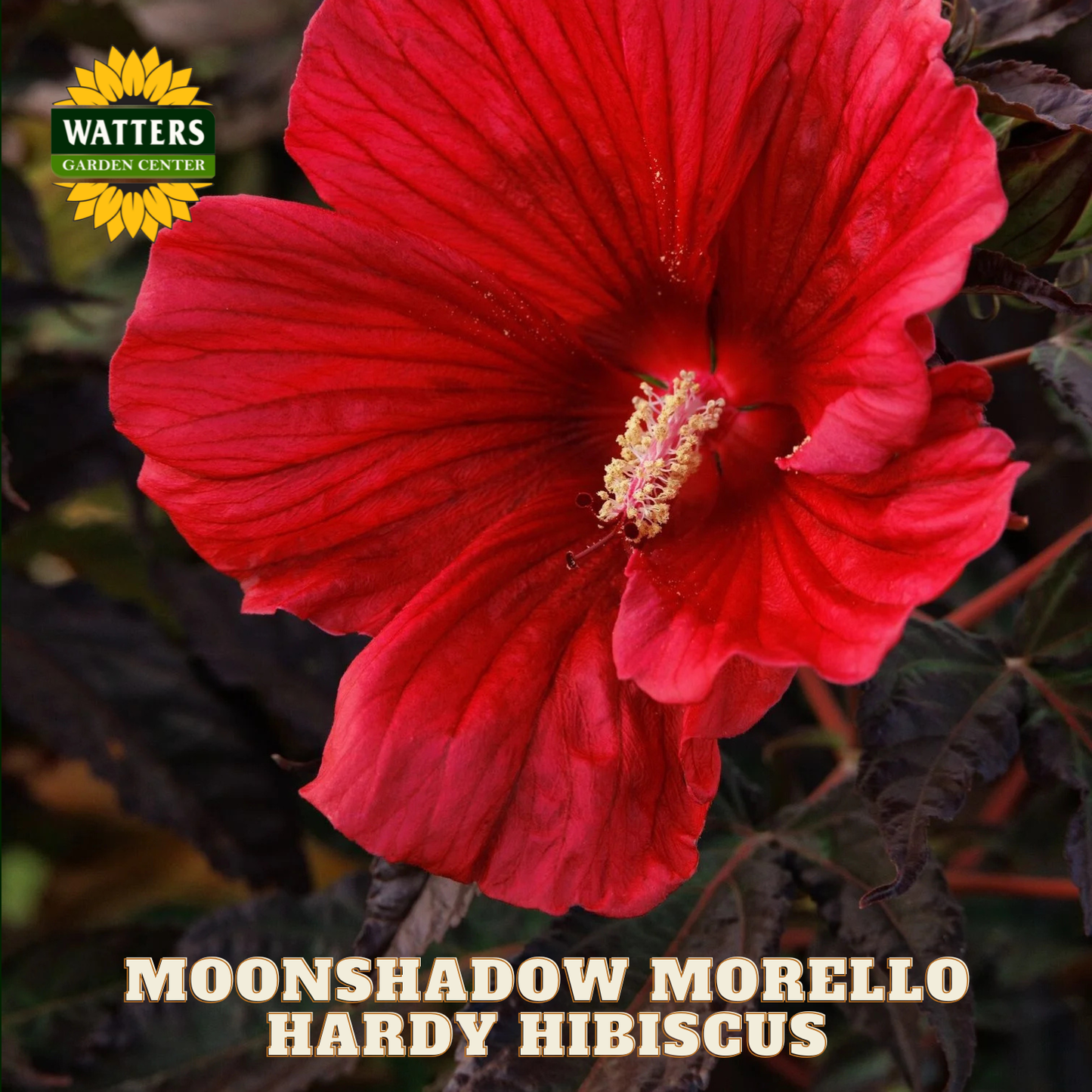 Red hardy hibiscus flower with 'Watters Garden Center' logo and text.