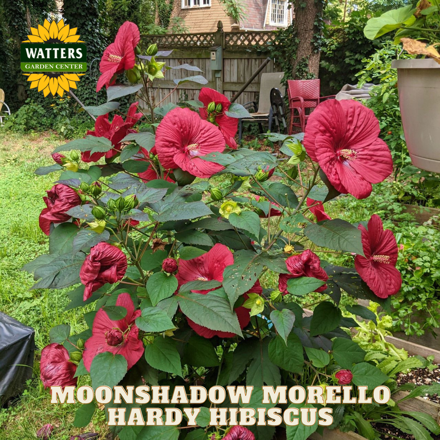 Red hardy hibiscus plant with 'Watters Garden Center' branding in a garden setting.