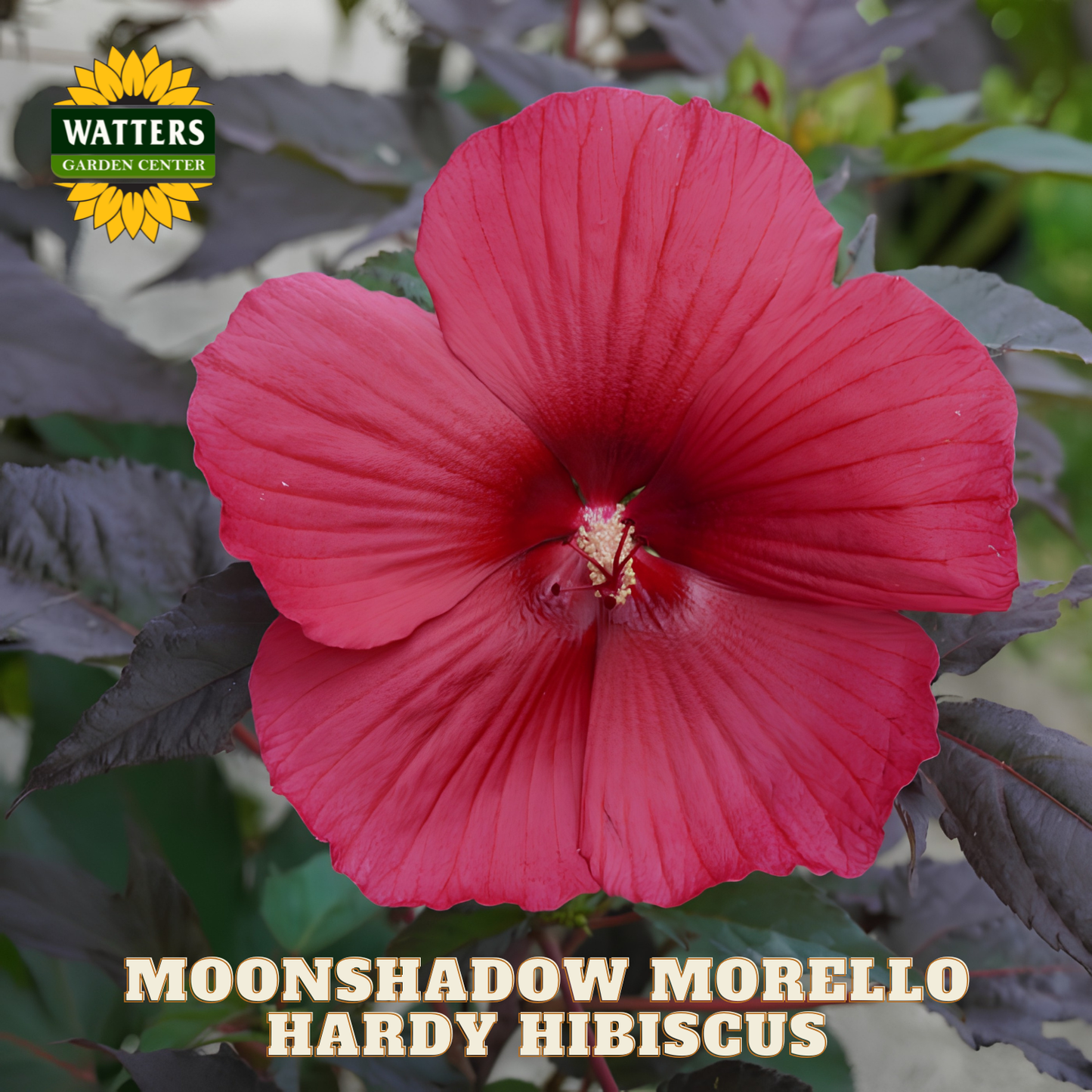 Red hardy hibiscus flower with Watters Garden Center logo