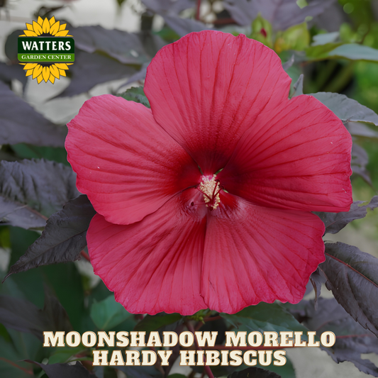 Red hardy hibiscus flower with Watters Garden Center logo