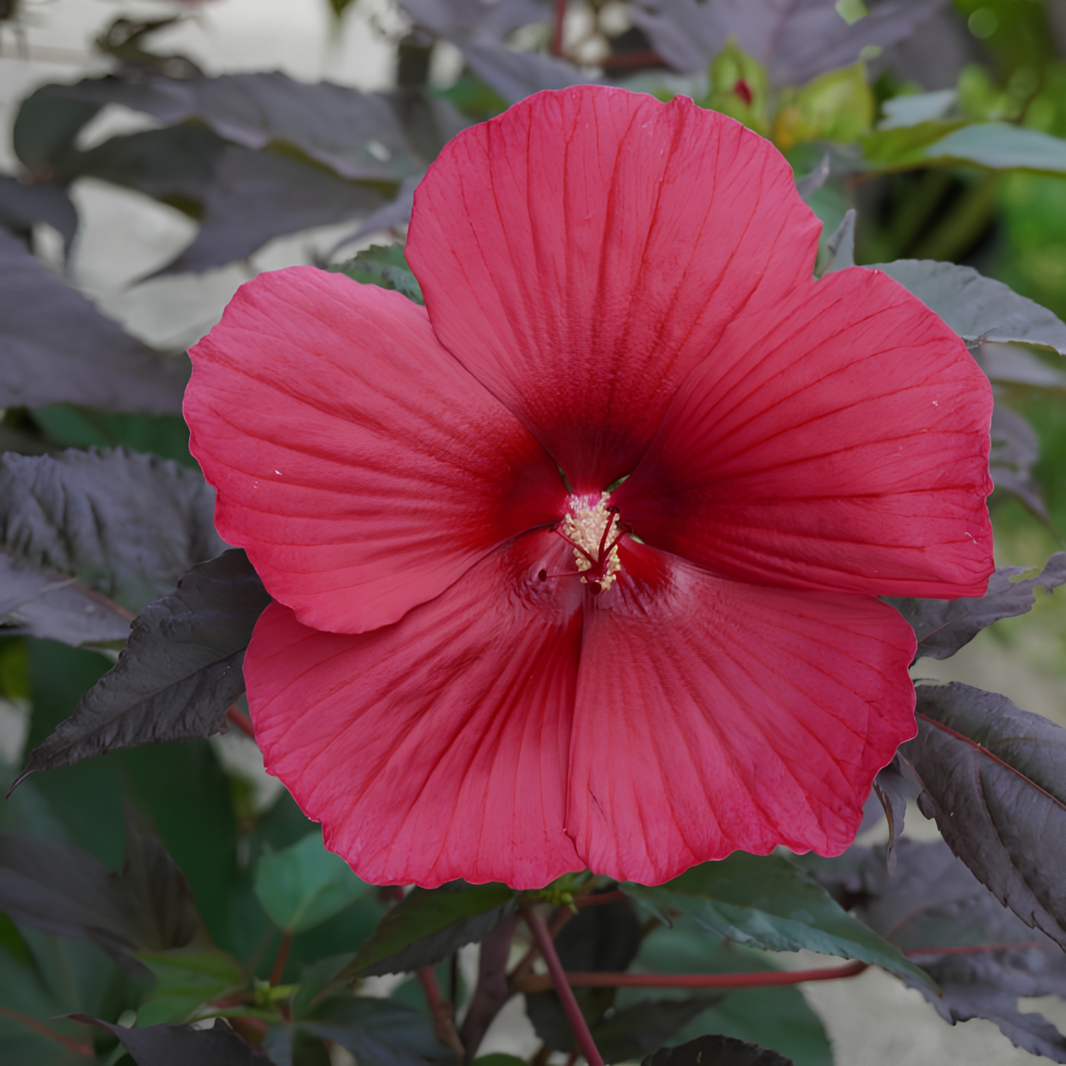 Red flower with green leaves in the background