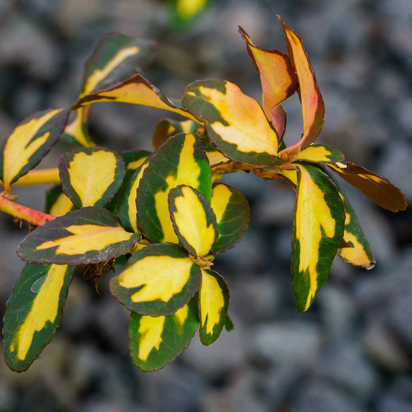 MOONSHADOW WINTERCREEPER EUONYMUS 1gal