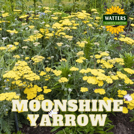 MOONSHINE YARROW 1gal