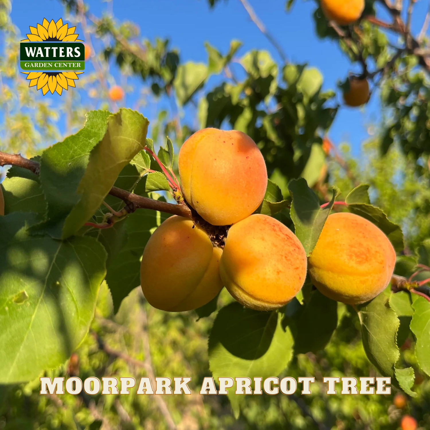 Moorpark apricot tree with ripe apricots and Watters Garden Center logo.