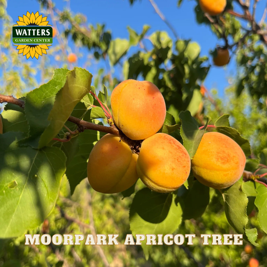 Moorpark apricot tree with ripe apricots and Watters Garden Center logo.