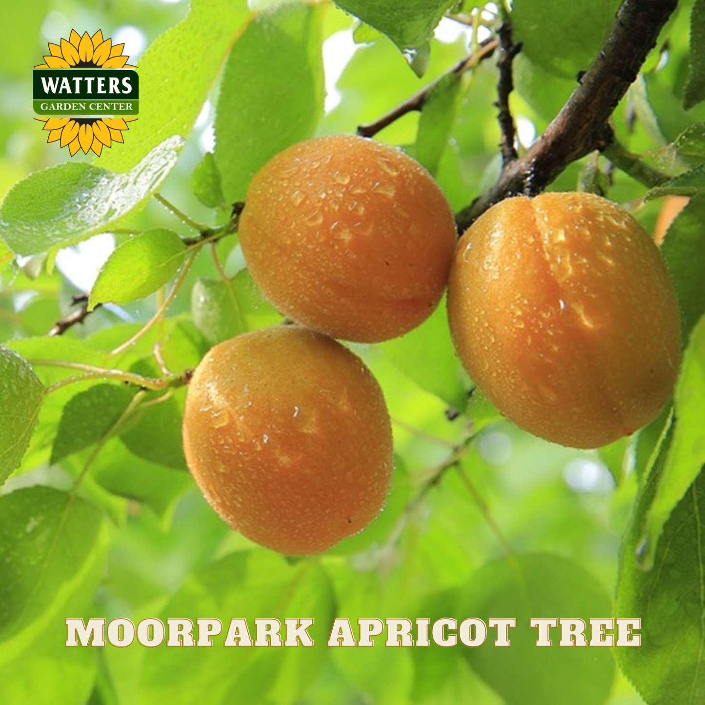 Three apricots on a branch with green leaves, labeled 'Moorpark Apricot Tree' and 'Watters Garden Center'.