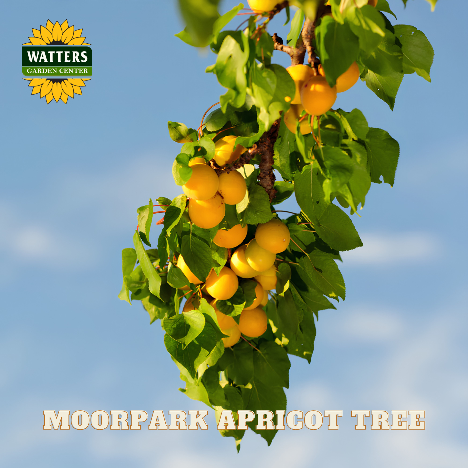 Moorpark apricot tree with ripe fruits against a blue sky, featuring Watters Garden Center logo.