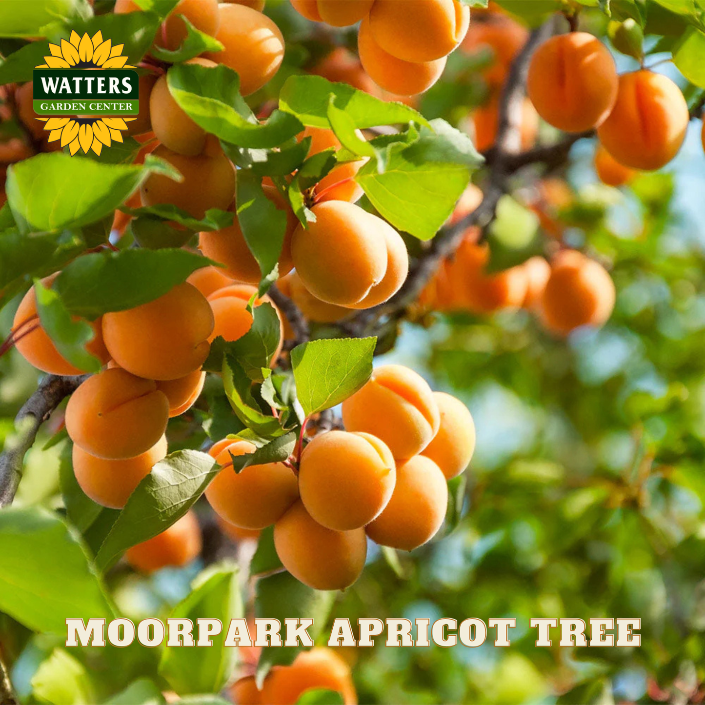 Moorpark apricot tree with ripe apricots and Watters Garden Center logo.