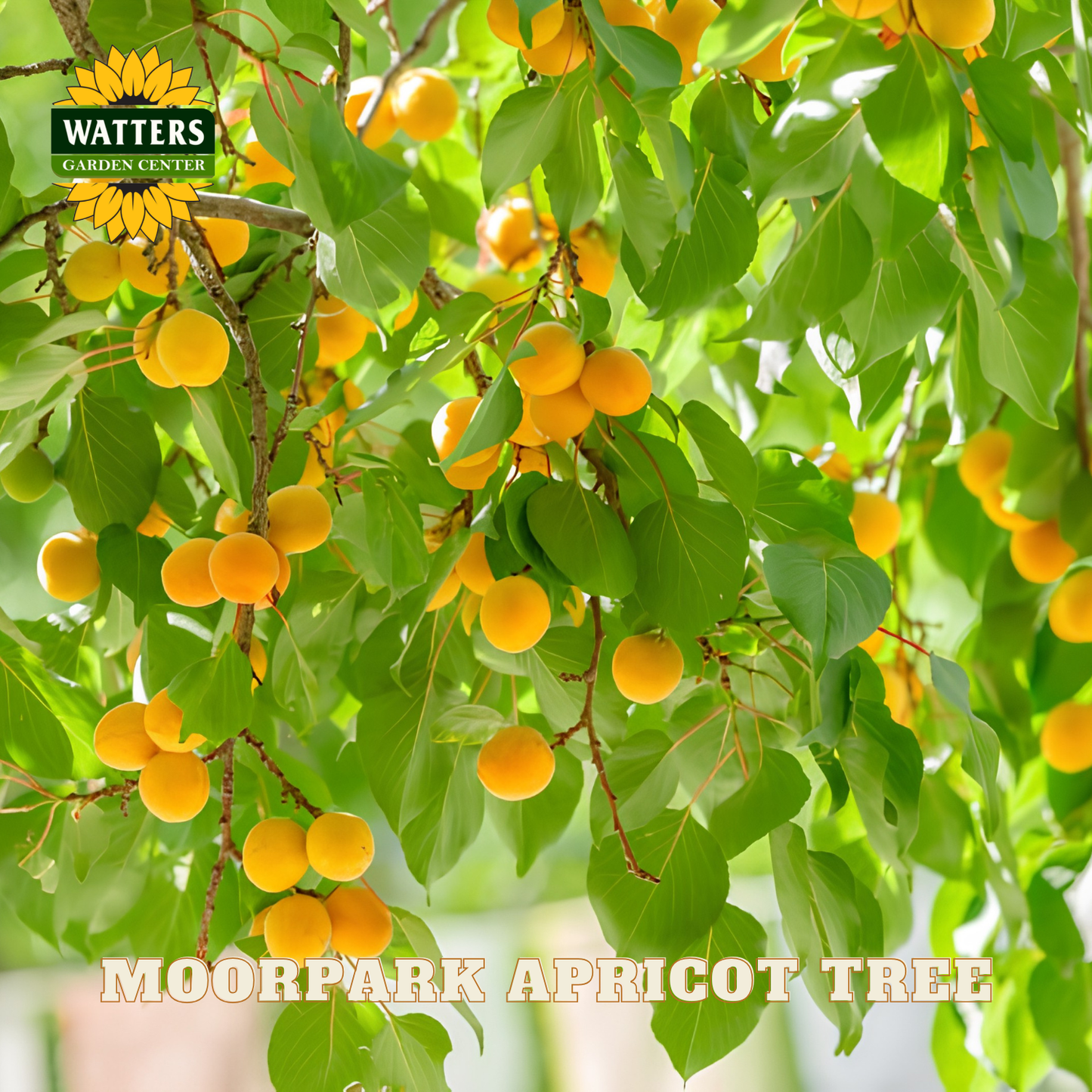 Moorpark apricot tree with ripe fruits and green leaves, branded with Watters Garden Center.