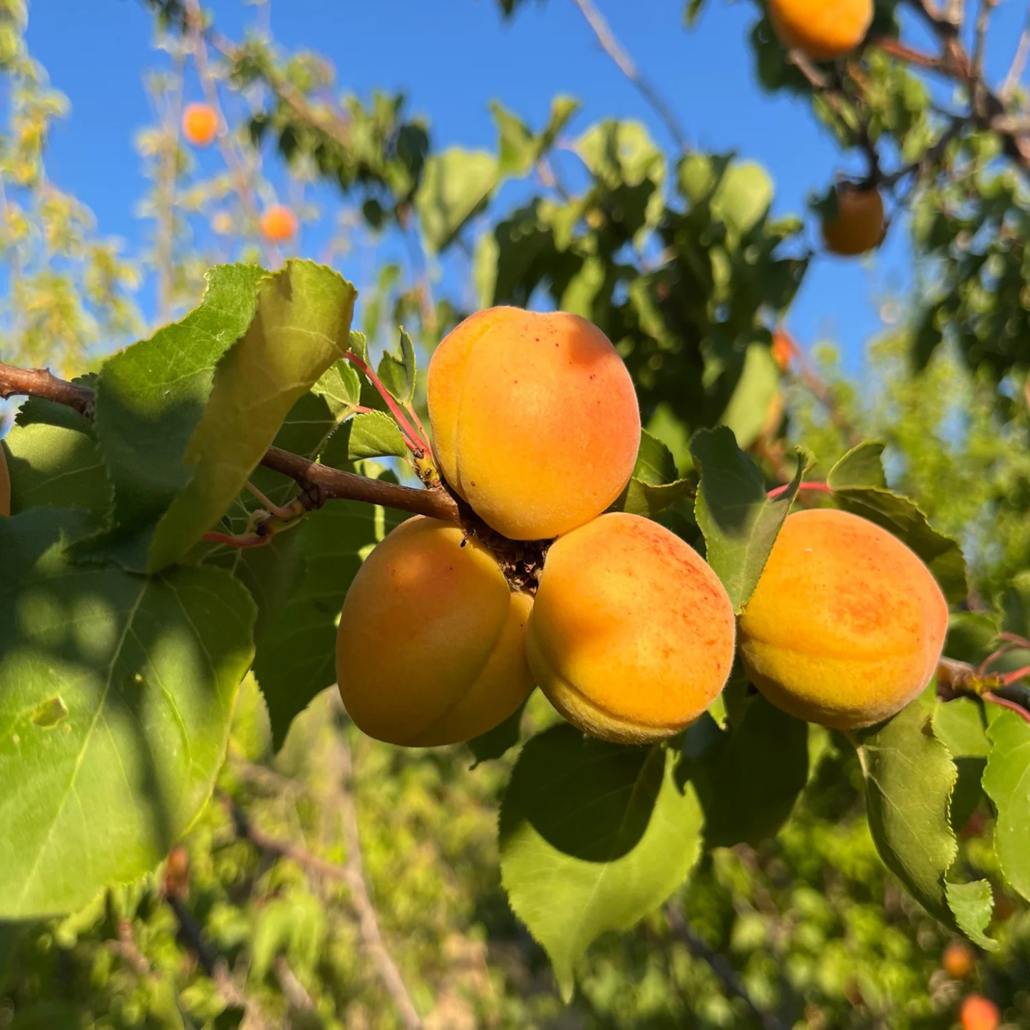 Ripe apricots on a tree branch with green leaves against a blue sky.