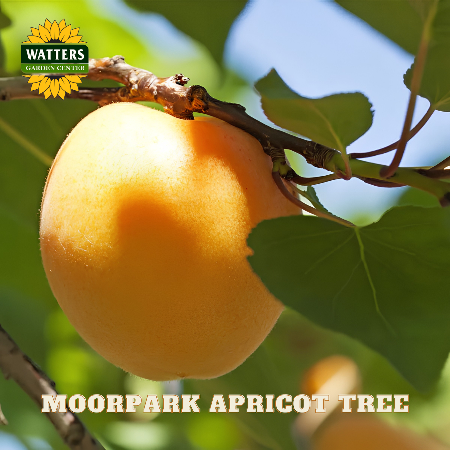 Moorpark apricot on a branch with Watters Garden Center logo