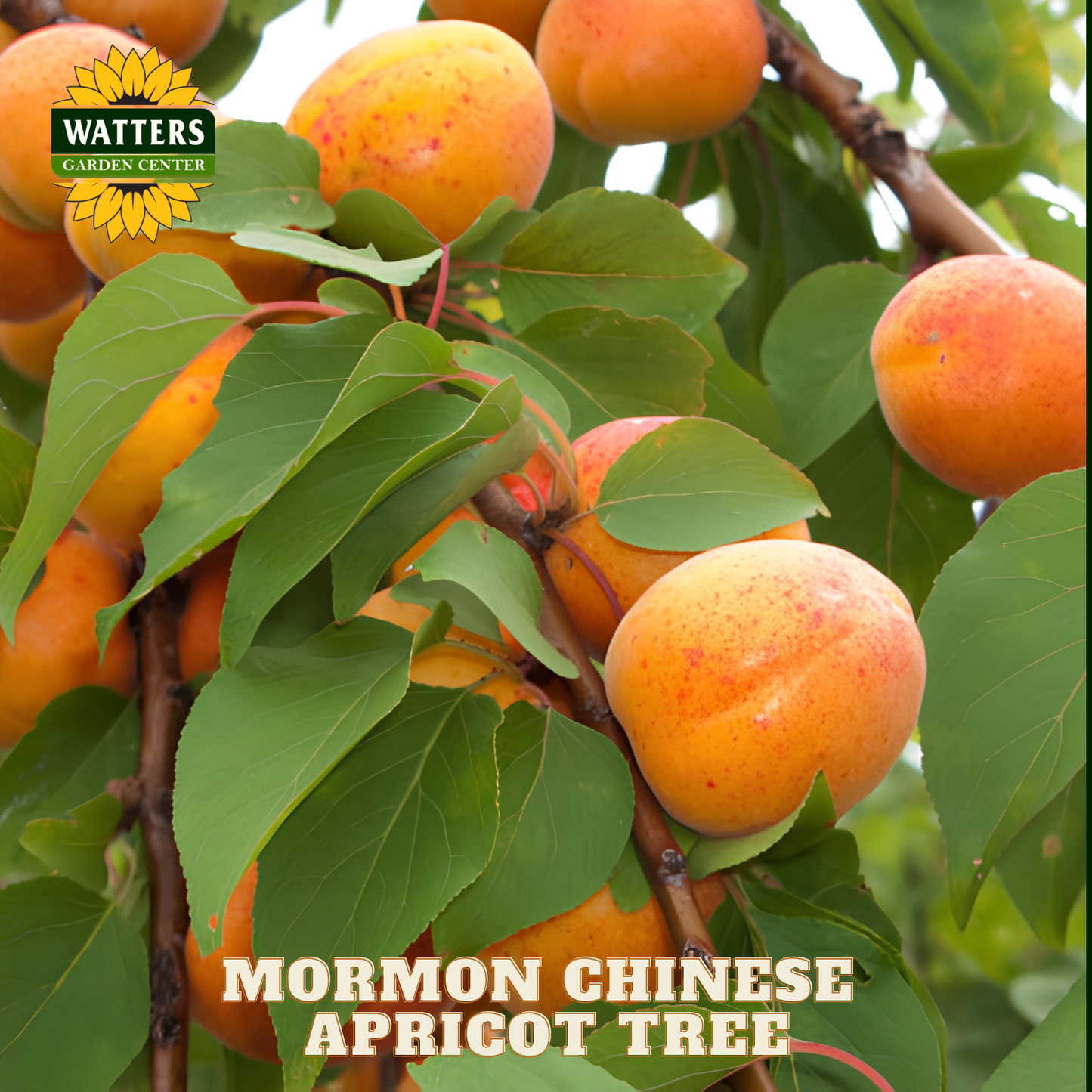 Mormon Chinese apricot tree with ripe fruits and green leaves, featuring Watters Garden Center logo.