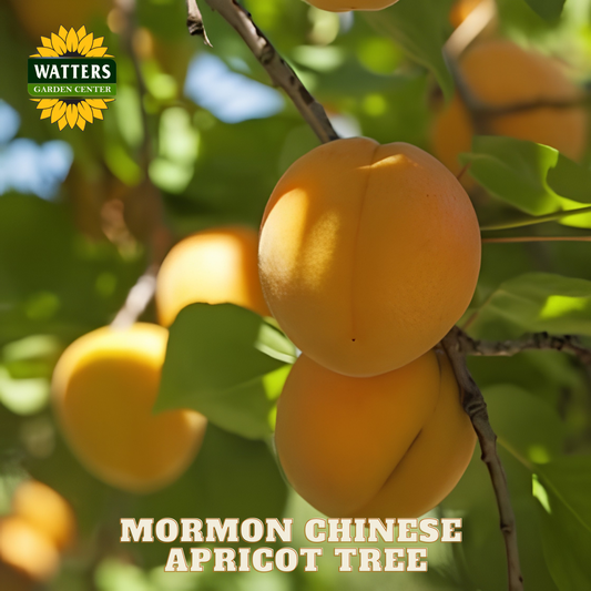 Mormon Chinese apricot tree with fruits on a branch, Watters Garden Center logo visible.