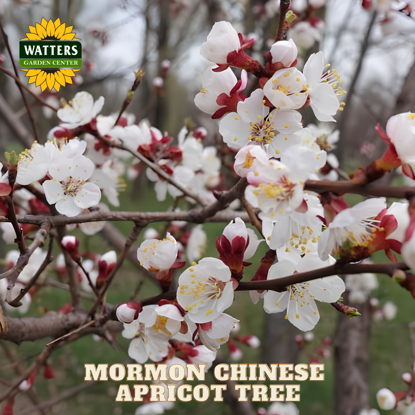 Mormon Chinese Apricot Tree with white and red flowers, Watters Garden Center branding.