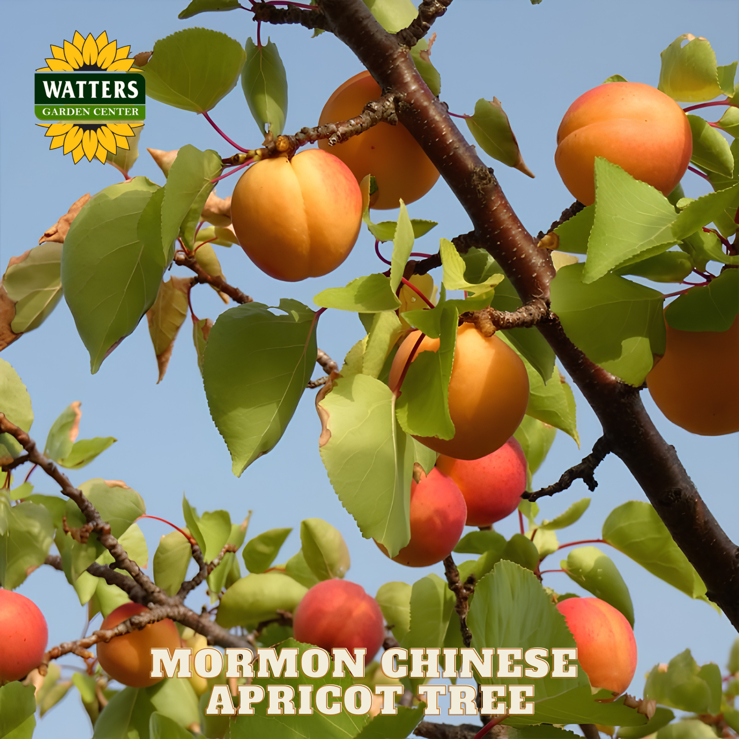 Mormon Chinese Apricot Tree with fruits and leaves, branded with Watters Garden Center.