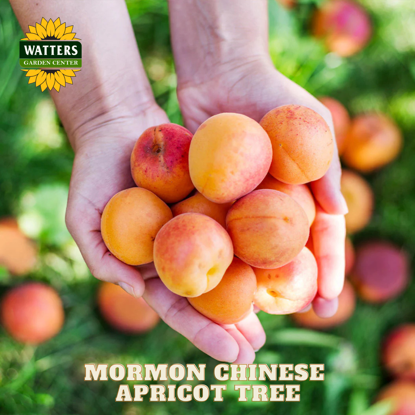 Hands holding apricots with Watters Garden Center logo and text about Mormon Chinese Apricot Tree.