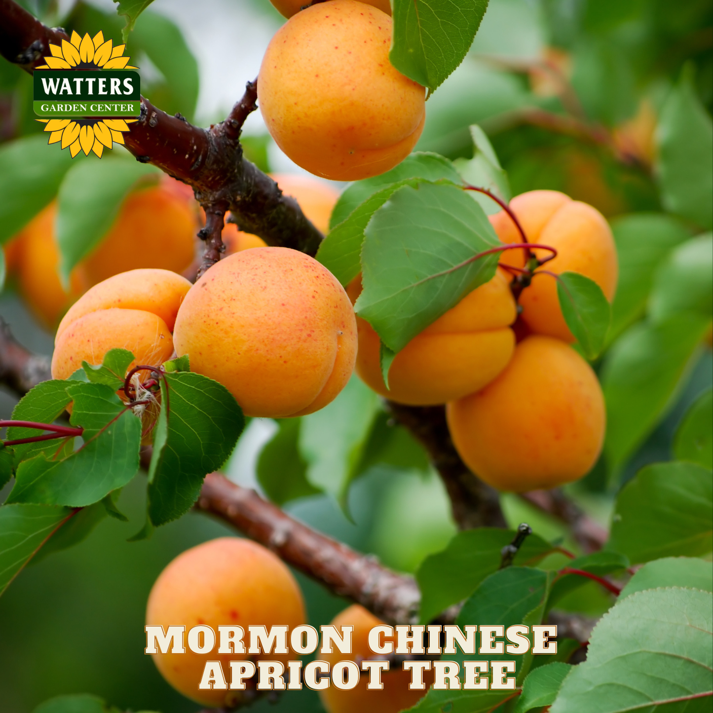 Mormon Chinese apricot tree with fruits and leaves, branded with Watters Garden Center.