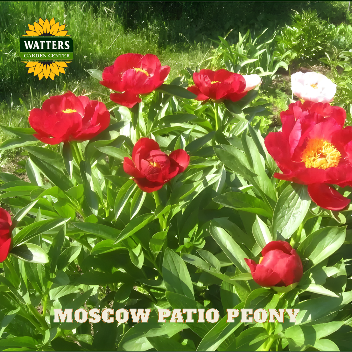 Red peony flowers with a Watters Garden Center logo in the background