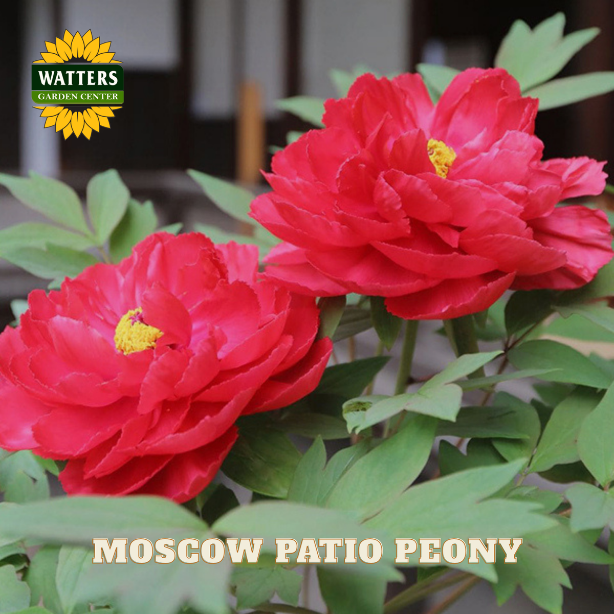 Two red flowers with green leaves and Watters Garden Center logo.