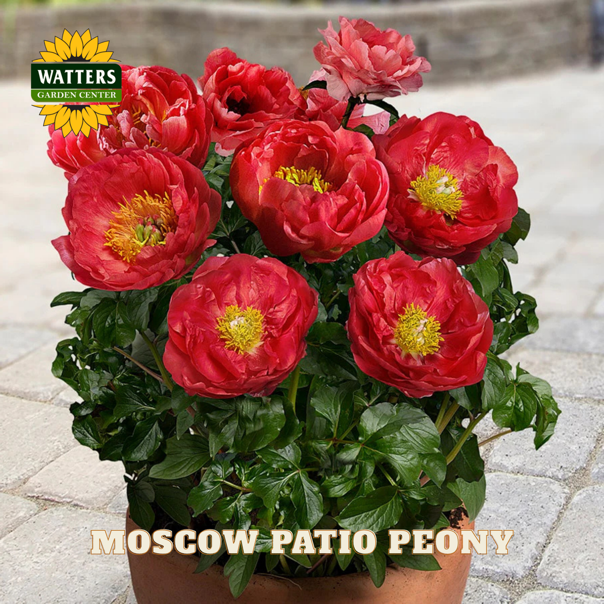 Potted Moscow Patio Peony with Watters Garden Center branding.