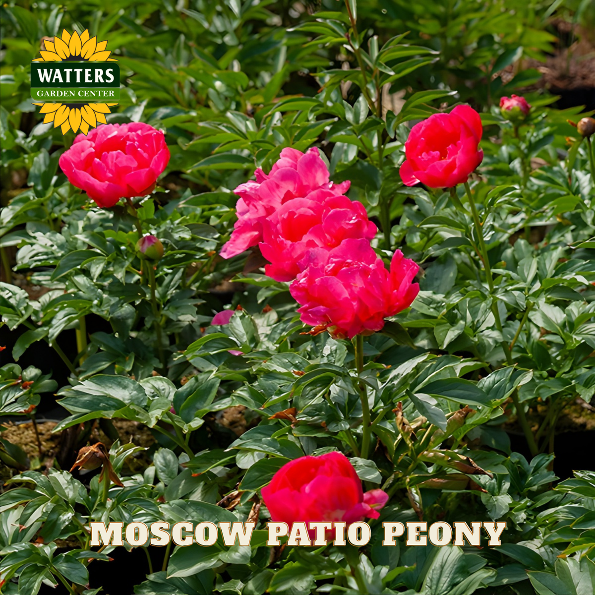 Pink peony flowers with Watters Garden Center logo in the corner.