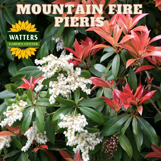 MOUNTAIN FIRE PIERIS 3gal