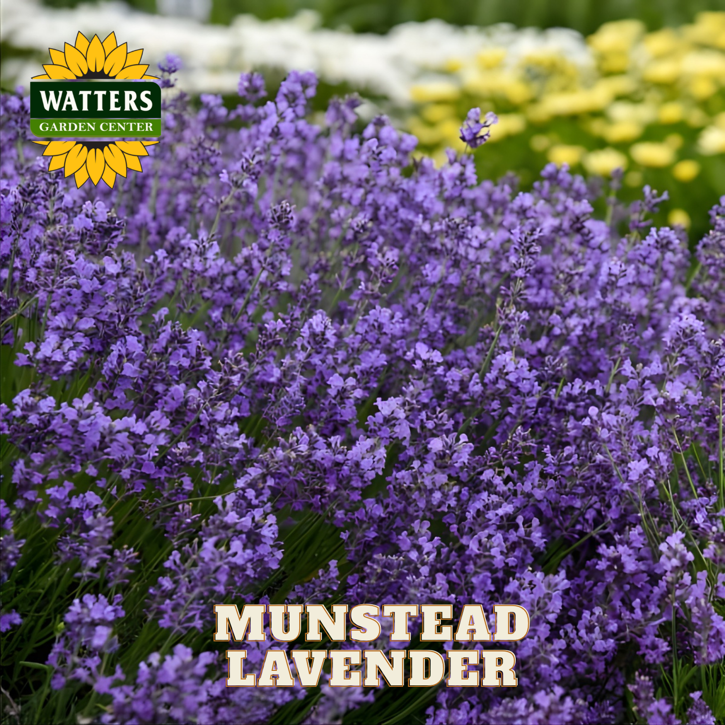 Munstead Lavender with Watters Garden Center logo