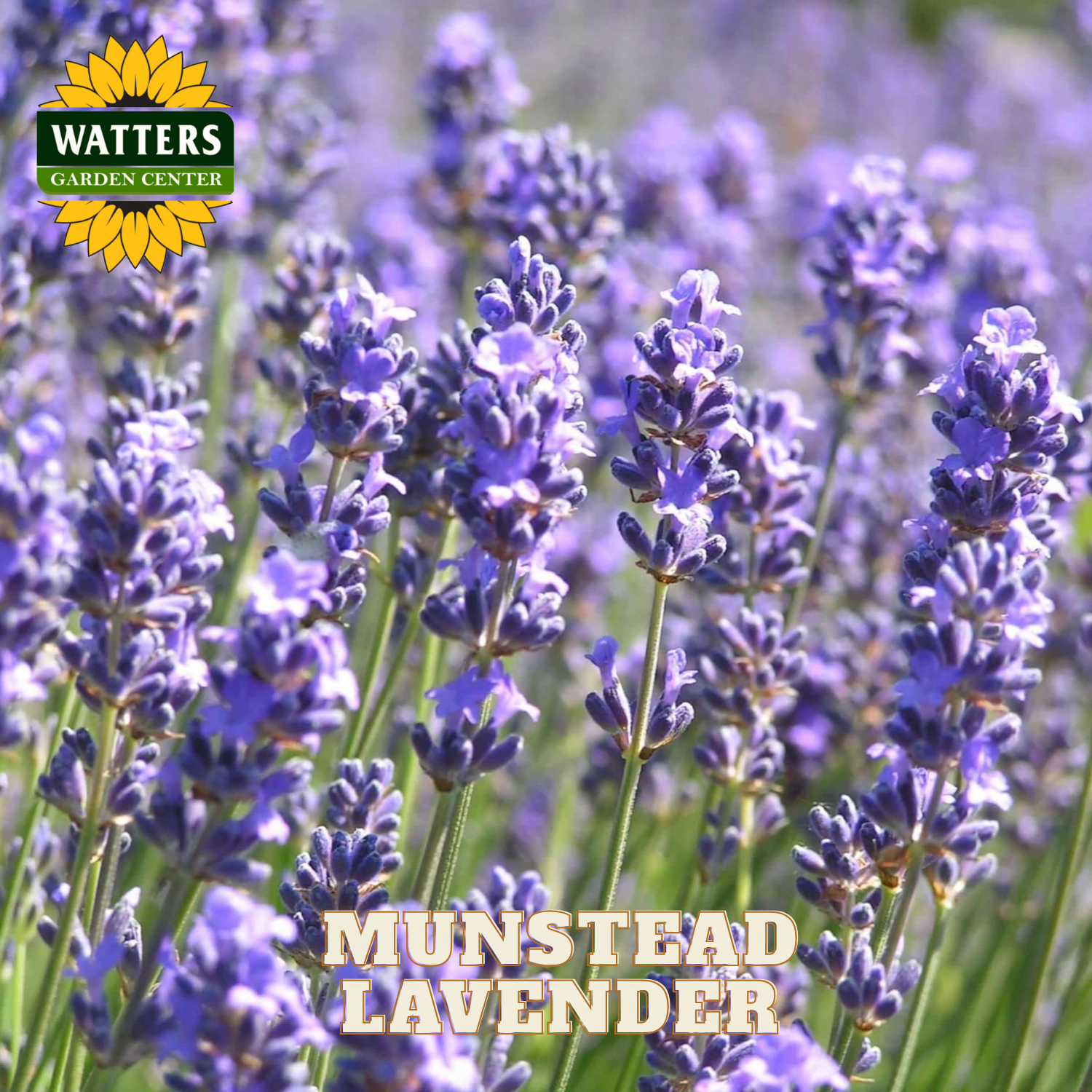 Munstead Lavender with Watters Garden Center logo