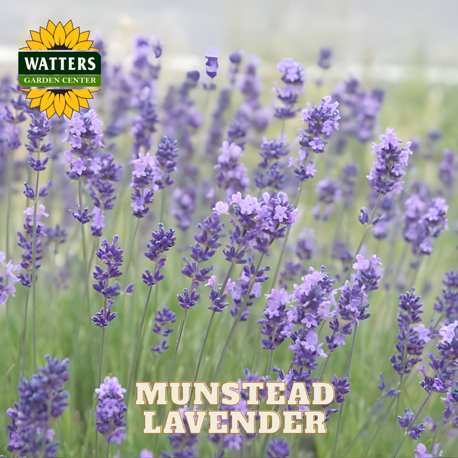 Munstead lavender with Watters Garden Center logo