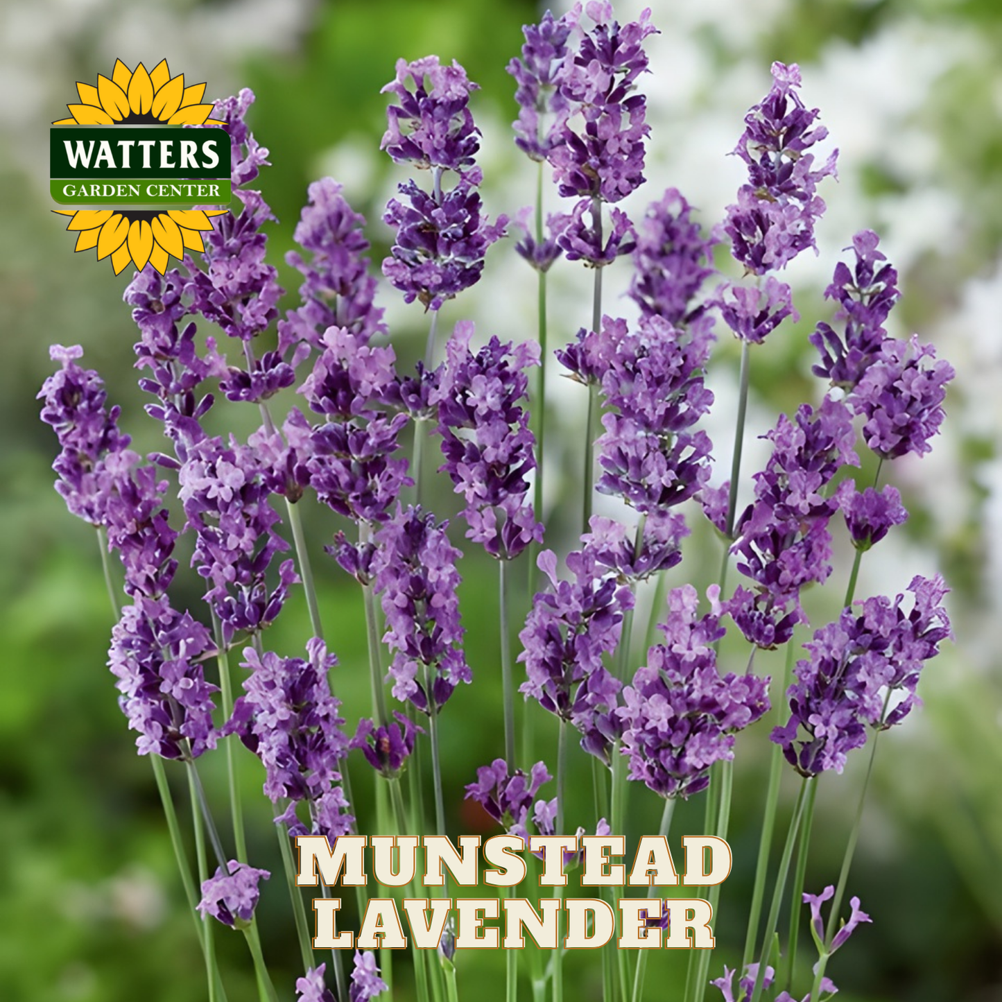 Munstead Lavender with Watters Garden Center logo in the corner