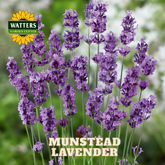 Munstead Lavender with Watters Garden Center logo in the corner