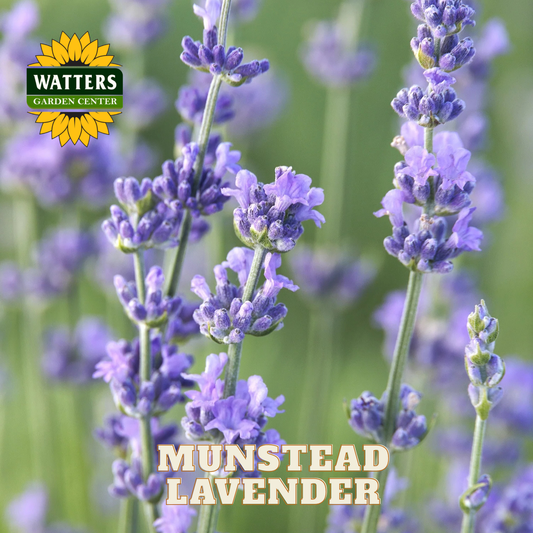 HIDCOTE LAVENDER 1gal