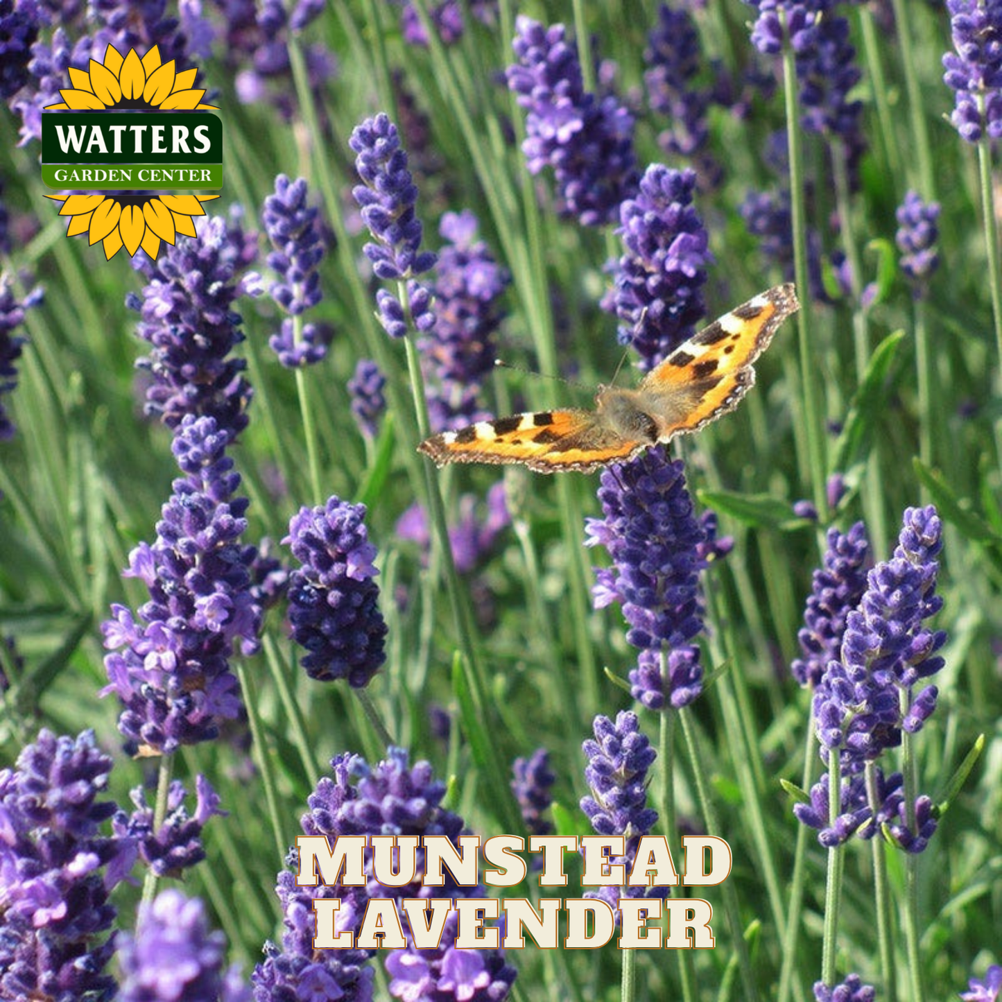 Munstead lavender with a butterfly and Watters Garden Center logo.