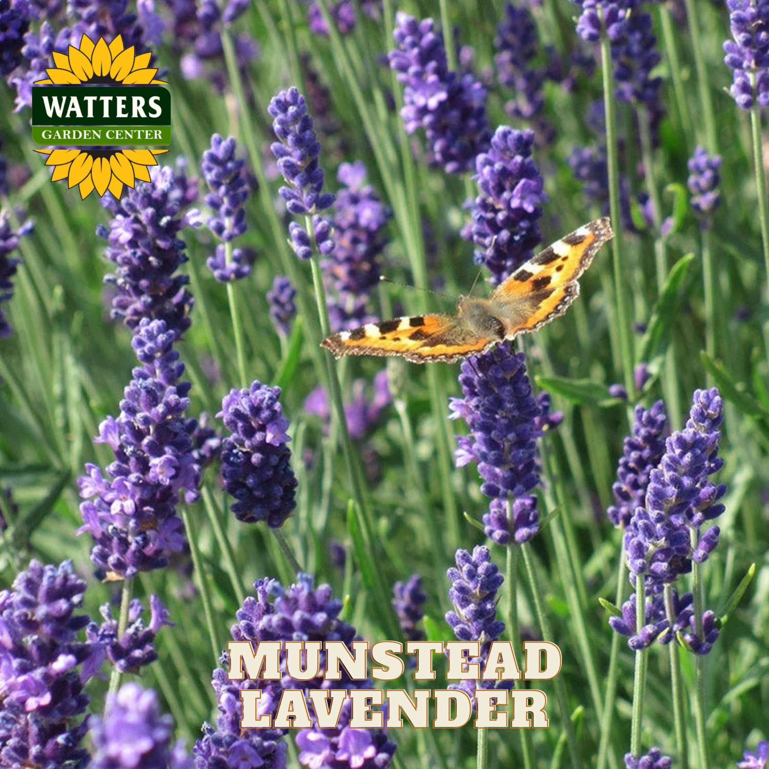 Munstead lavender with a butterfly and Watters Garden Center logo.